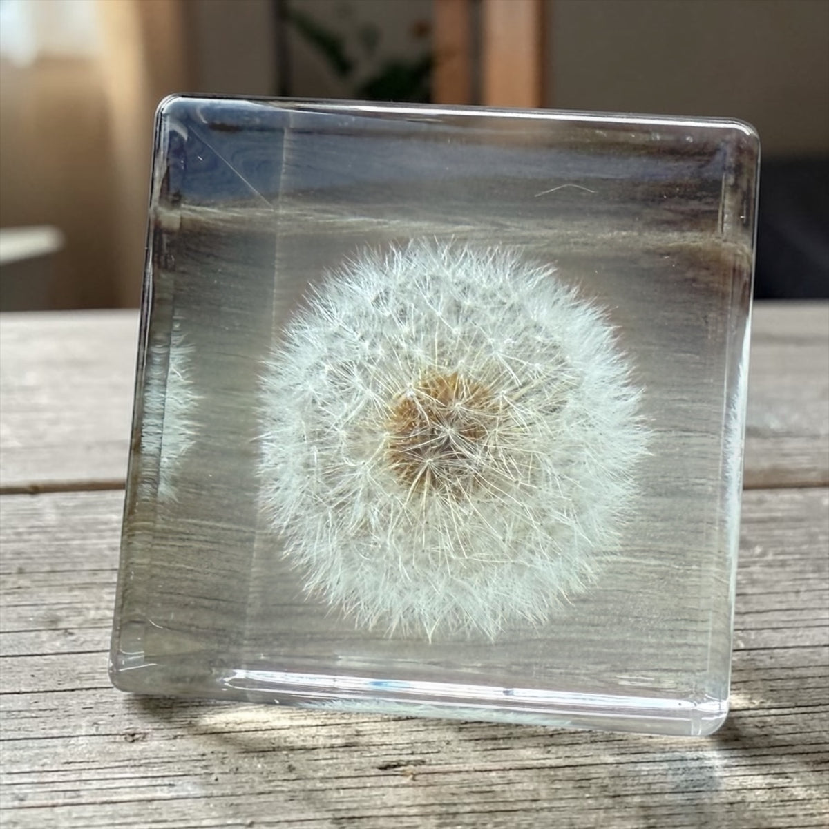 Paardebloem in plexi glas