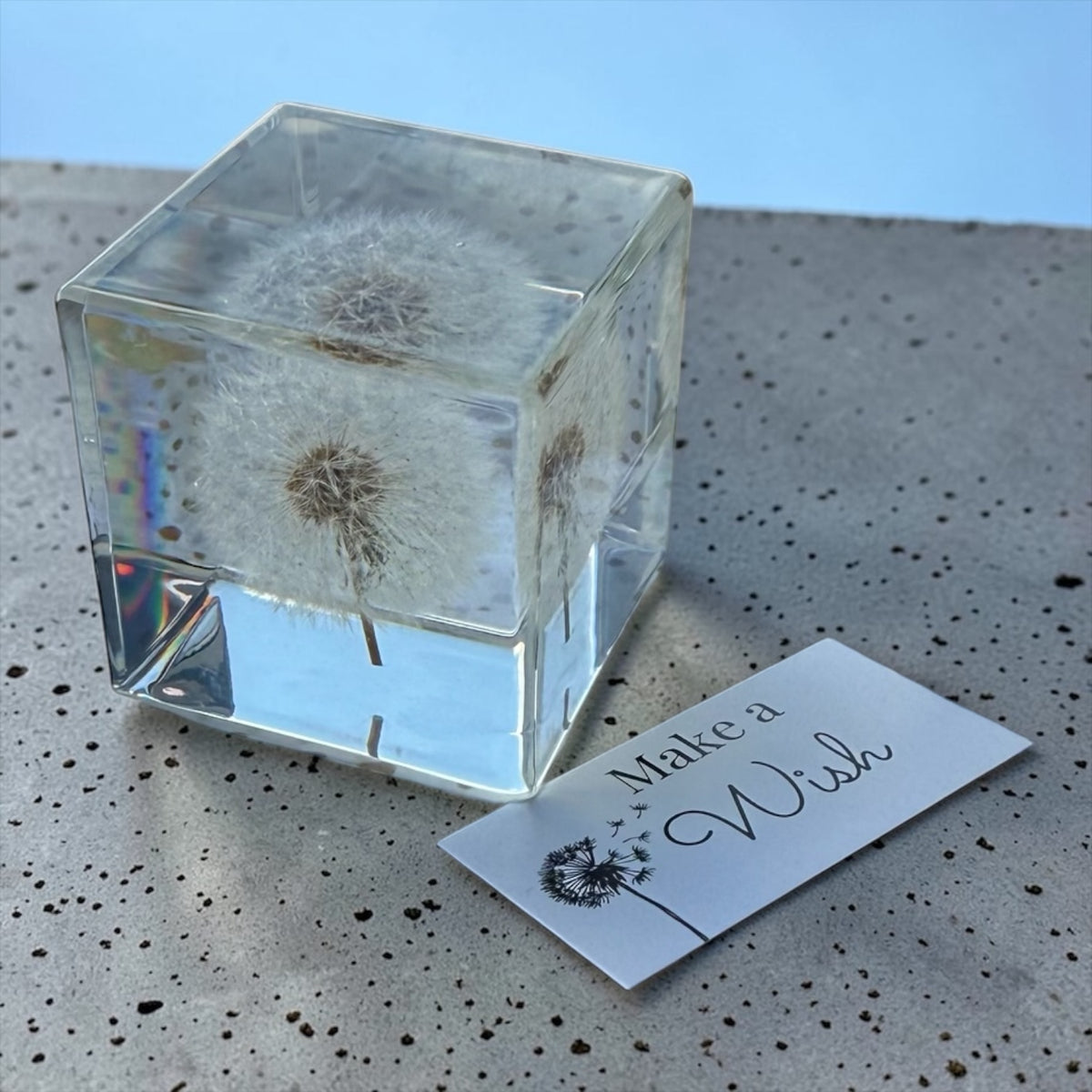Paardebloem in plexi glas